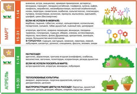 Какие цветы нужно сеять в марте