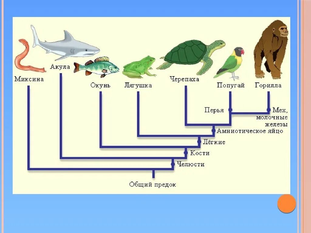 Как располагаются группы животных на родословном. Эволюция позвоночных животных. Эволюция позвоночных схема. Эволюция живых организмов. Эволюция животных схема.
