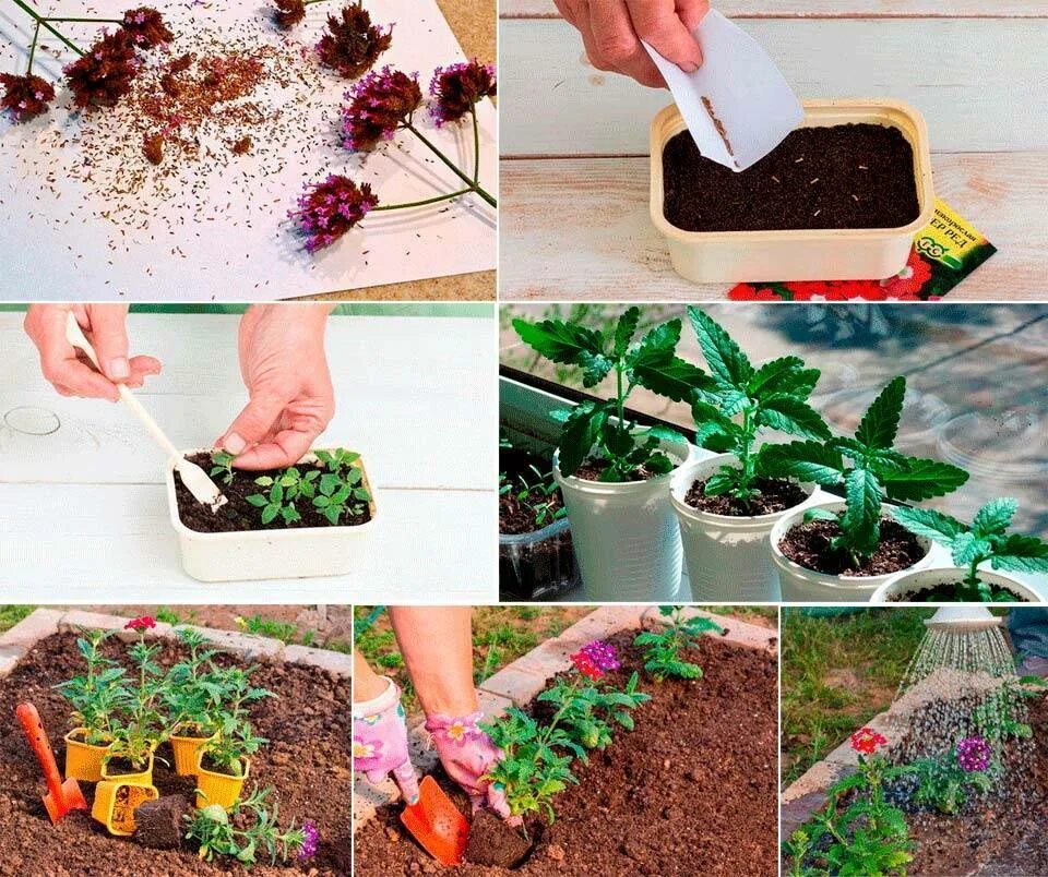 Вербена бонарская рассада. Вербена цветок однолетник. Вербена семена рассада. Пикировка вербены. Вербена всходы пикировка.