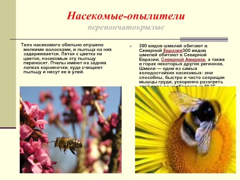 Пчелы и шмели тип взаимоотношений. Насекомые опылители. Насекомые опылители растений. Растения опыляемые насекомыми. Цветки которые опыляют животные.