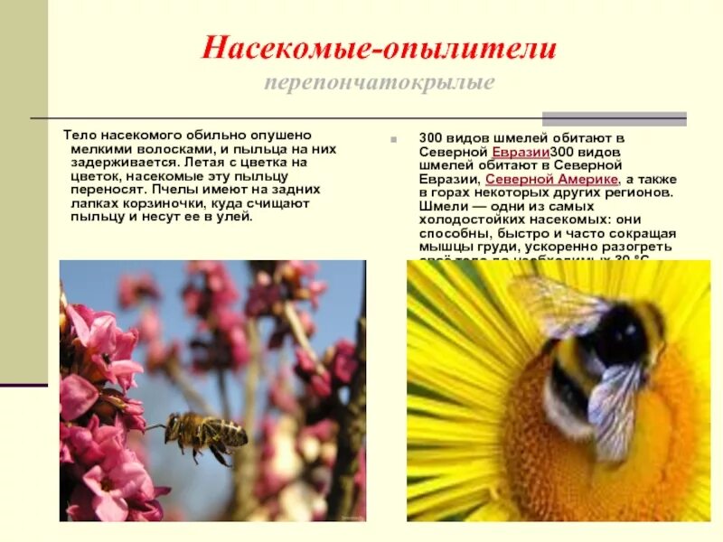 Распространение пыльцы некоторых растений одним видом насекомых. Насекомые опылители. насекомые опылители растений. растения опыляемые насекомыми. цветки которые опыляют животные.