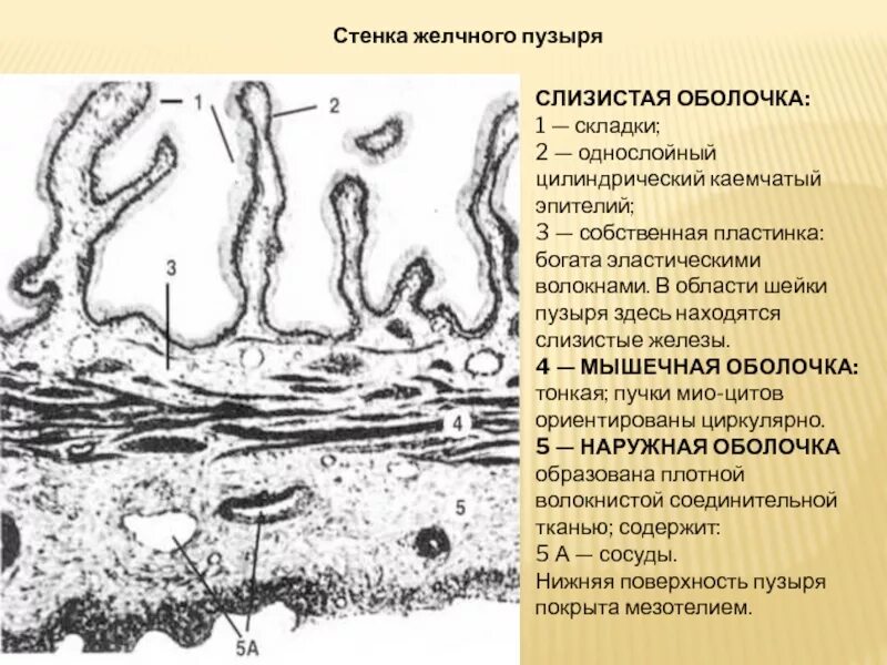 Слизистая оболочка желчного пузыря. Слои стенки желчного пузыря гистология строение. Эпителий слизистой оболочки желчного пузыря. Покровный эпителий слизистой оболочки желчного пузыря. Строение желчного пузыря гистология.