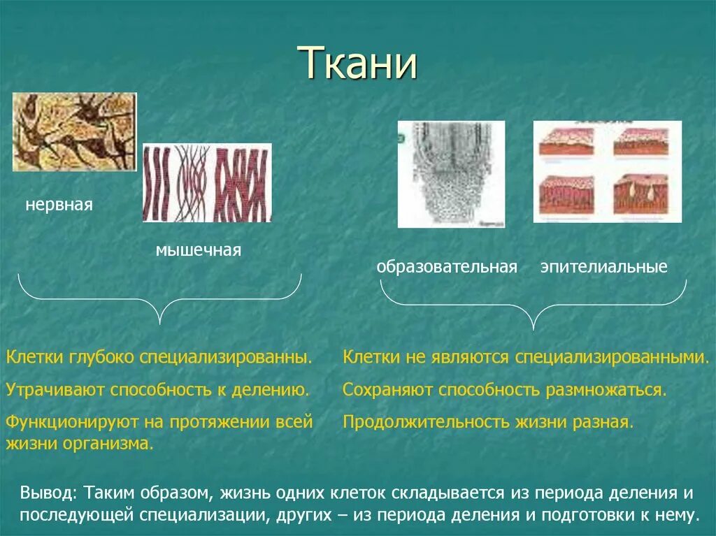 Деление клеток спорогенной ткани. Ткани эпителиальная соединительная мышечная нервная. Мышечная си нервная ткани. Ткани человека соединительная мышечная нервная. Ткани животных.