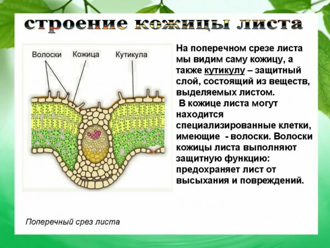 Срез кратко. Строение и функции кожицы листа биология 6. Строение кожицы листа биология 6. Функции кожицы листа 6 класс. Кожица листа строение и функции.