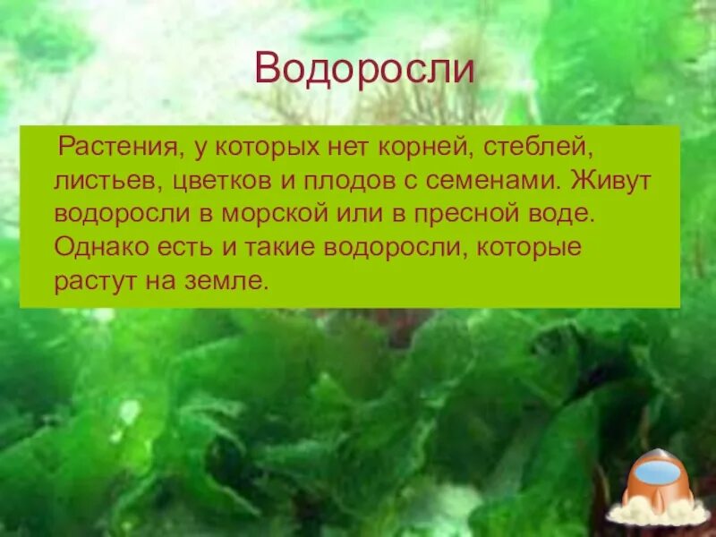 Водоросли не имеют ответ. Водоросли слайд. Водоросли части растения. Водоросли стебель и листья.