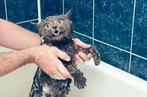Говорящий кот нормально