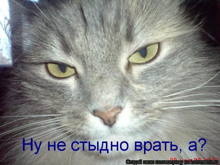 Ладно врать. Вру картинки. кот не ври. врет и не стыдно. врать стыдно.