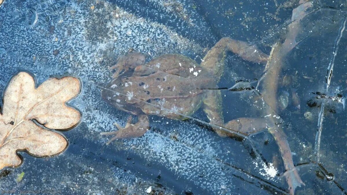 Анабиоз лягушки. Анабиоз земноводных лягушек. Лягушки зимуют подо льдом. Лягушачий Анабиоз. Лягушка Анабиоз или спячка.