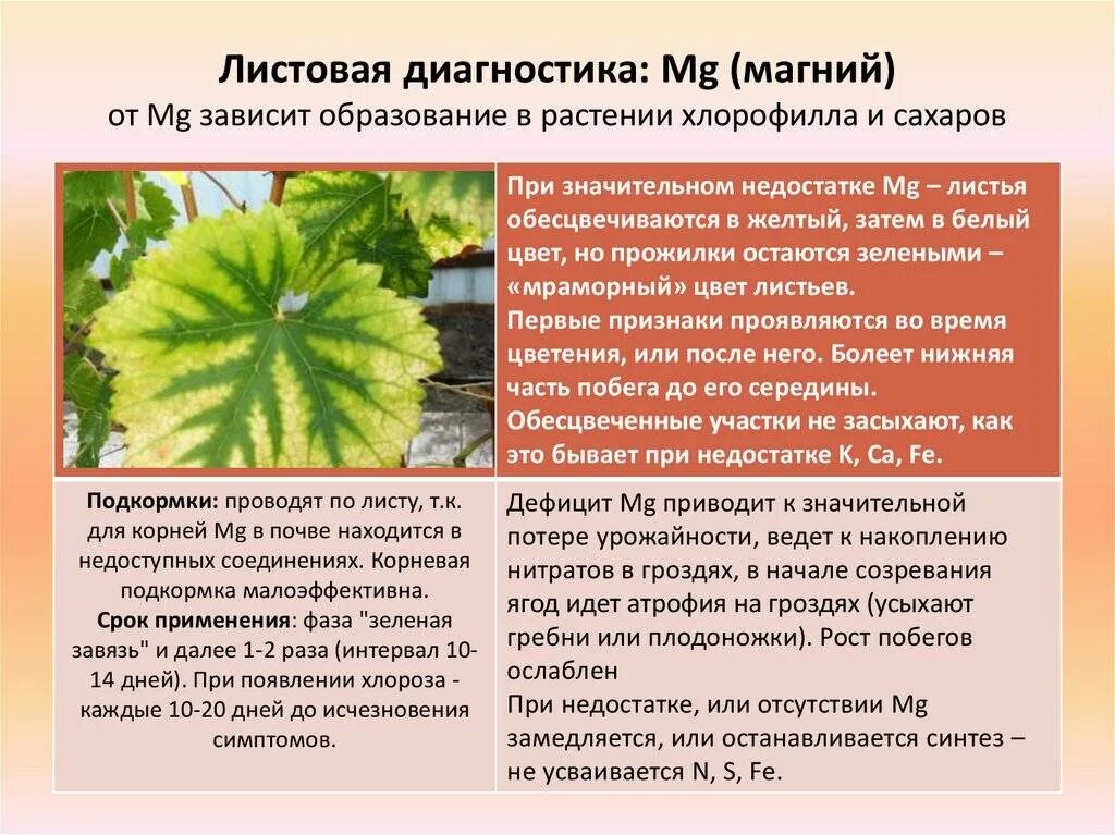 Как можно восполнить недостаток. Недостаток питания у растений. недостаток питания на огурцах. недостаток питания у огурцов. диагностика по листьям у растений.