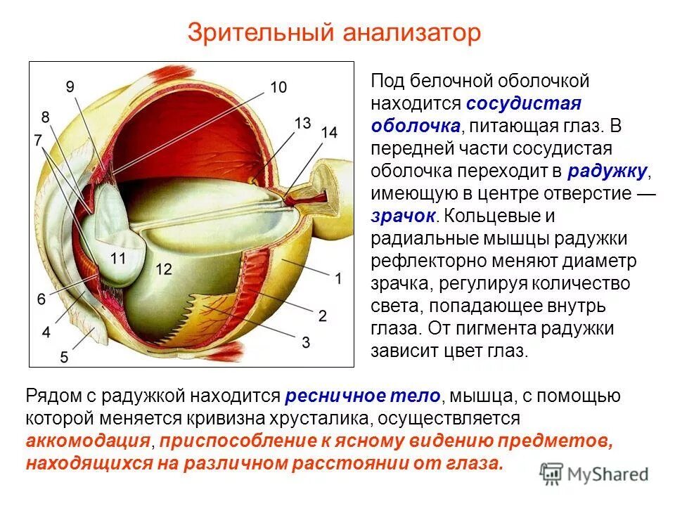 Зрительный анализатор строение и функции. Анализаторы зрительный анализатор строение. строение органов зрения зрительный анализатор. анализатор зрения строение и функции. строение анализатора органа зрения.