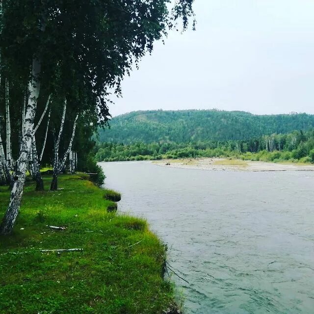 Алейск урюпино алтай это мой родимый край. Урюпино алейск алтай это мой родимый край.