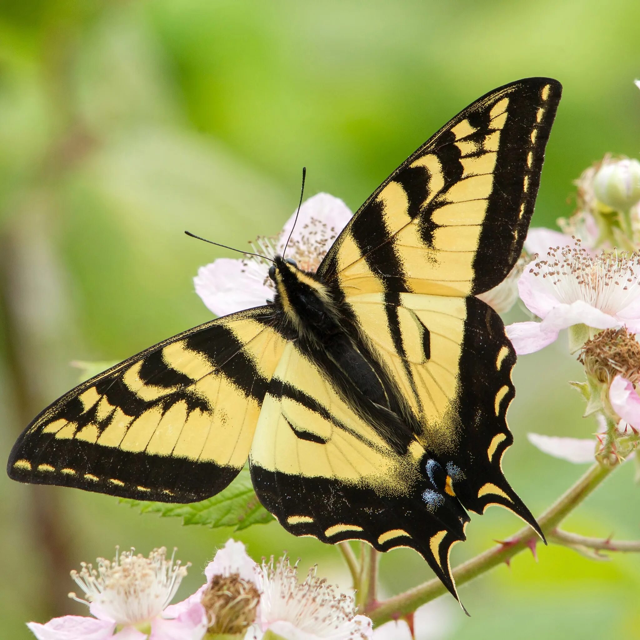 Papilio demoleus. Крупная бабочка 6 букв сканворд. Крупная бабочка 6 букв сканворд. Крупная бабочка 6 букв сканворд. Махаон алексанор бабочка.