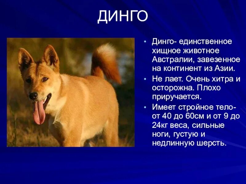 Дикая собака динго. Тигр из красной книги сообщение. Проект животные. Рассказ об тамошних животных. Доклад о животных.