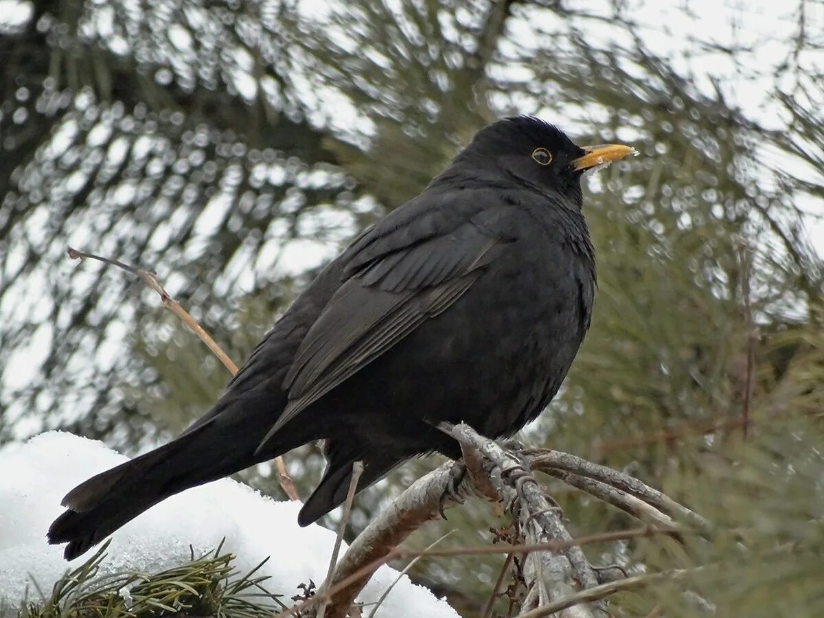 Blackbird bird