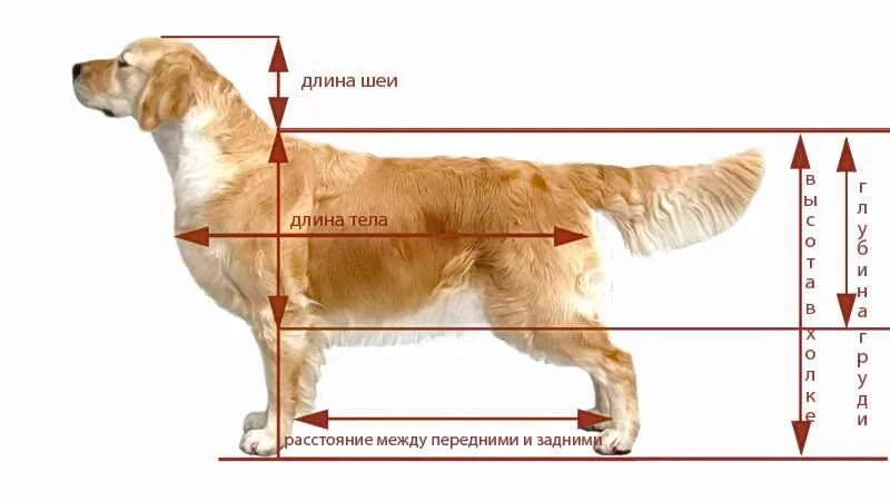 Расстояние от земли до макушки собаки. Голден ретривер высота в холке. лабрадор ретривер рост в холке. измерение высоты в холке у собаки. золотистый ретривер рост в холке.
