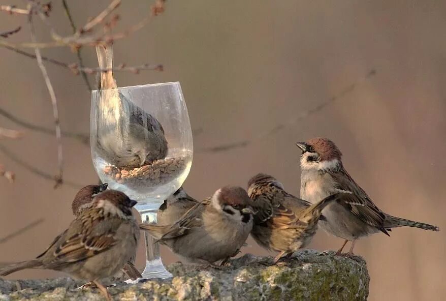 забавные птицы. смешной воробей. смешной воробей. пушистый воробей. птицы во дворе.