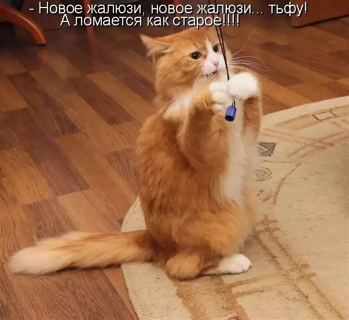 Коты с надписями. Забавные кошки с надписями. Смешные коты с надписим. Забавные коты с надписями. Прикольные надписи с котами.