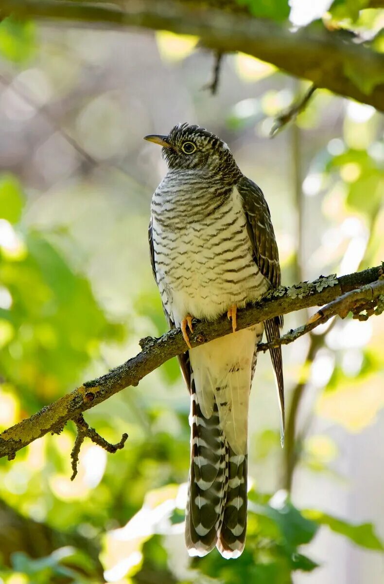 Кукушка птица. Кокушки. Обыкновенная кукушка. Кокушки. Кокушки.