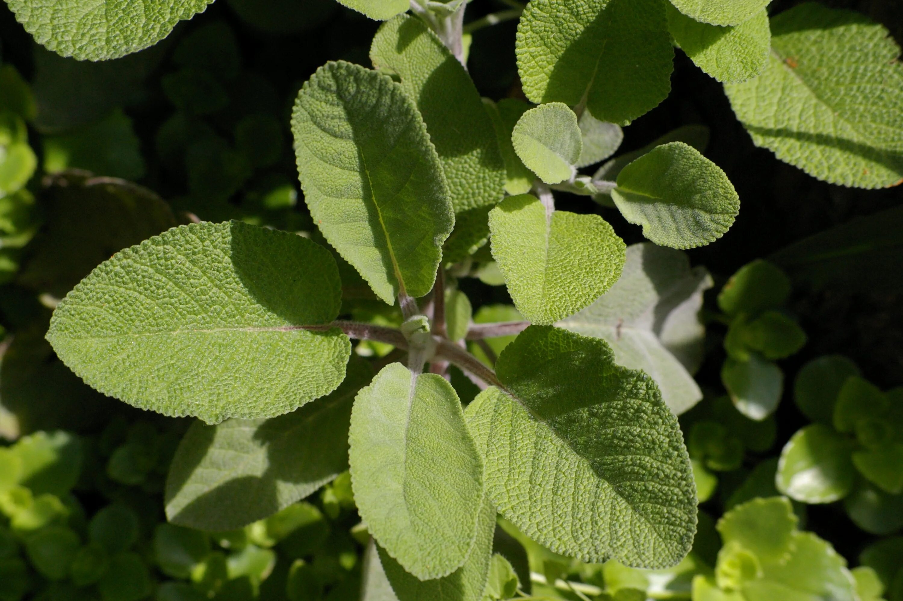 Листья шалфея. Шалфей растение листья. Шалфей листики. Salvia glutinosa листья.