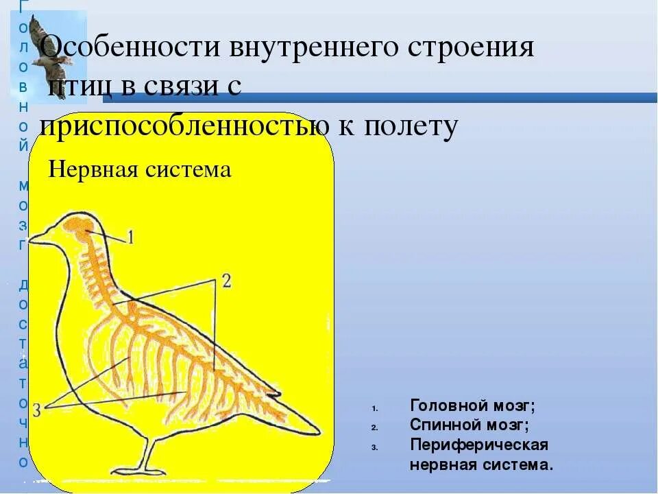 Внутренне строение птиц. Класс птицы внутреннее строение. Внешнее строение птиц. Внутреннее строение птиц презентация.