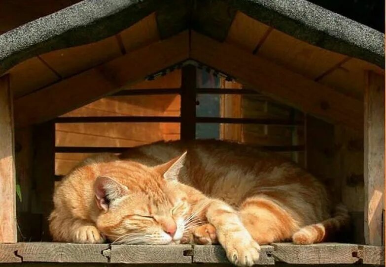 кот сидит на крыше. кот на крыше. рыжий кот на крыше. котенок на чердаке. кот гуляет по крыше.