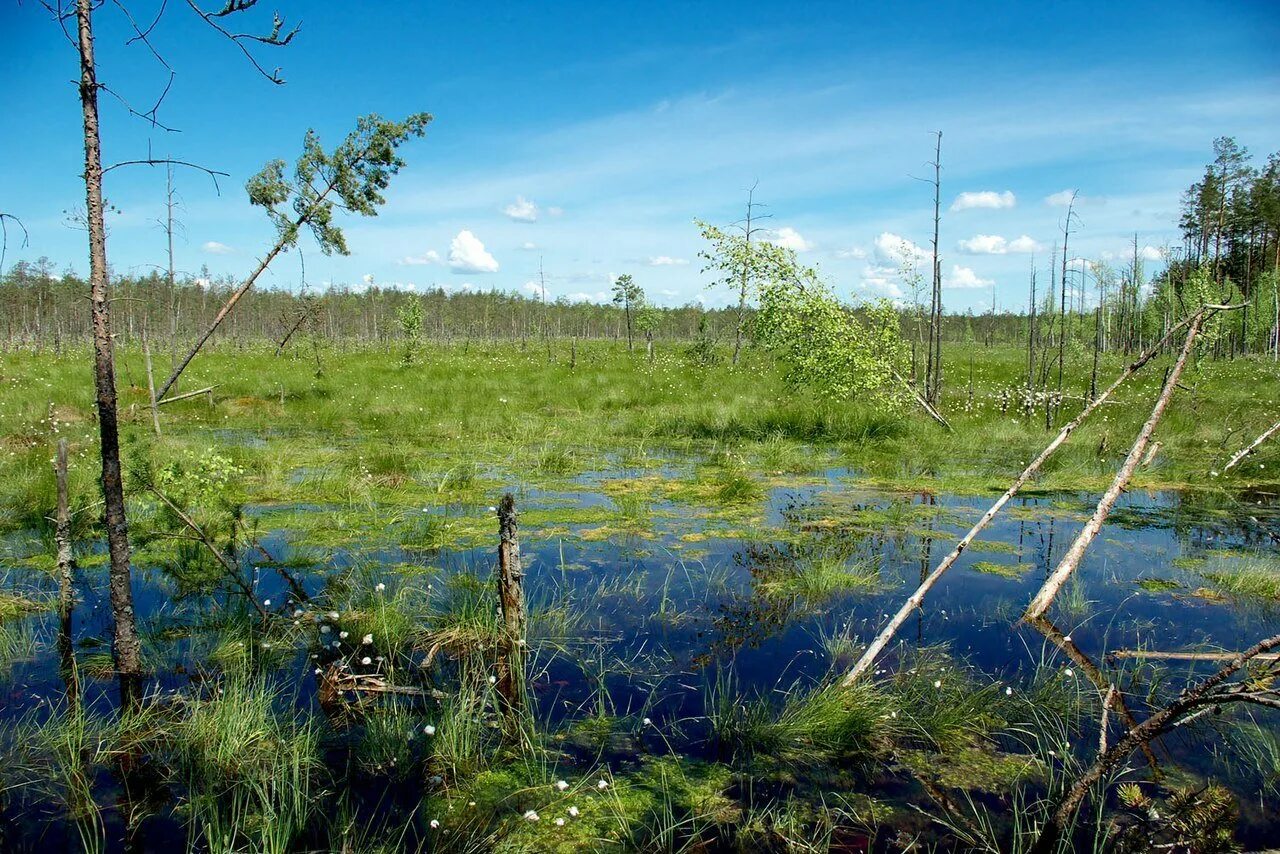 В исследованной воде из местного болота. Бойские болота заказник. Солодихинское болото. Череповецкие болота. Бойские болота Иркутской области.