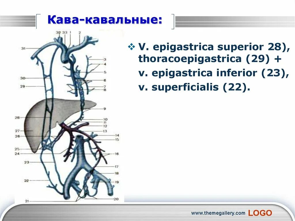 Значение кава кавальных анастомозов. Порто-кава-кавальный анастомоз схема. кавакавальные анастомозы анатомия. анастомозы вен анатомия. грудонадчревная вена анастомозы.