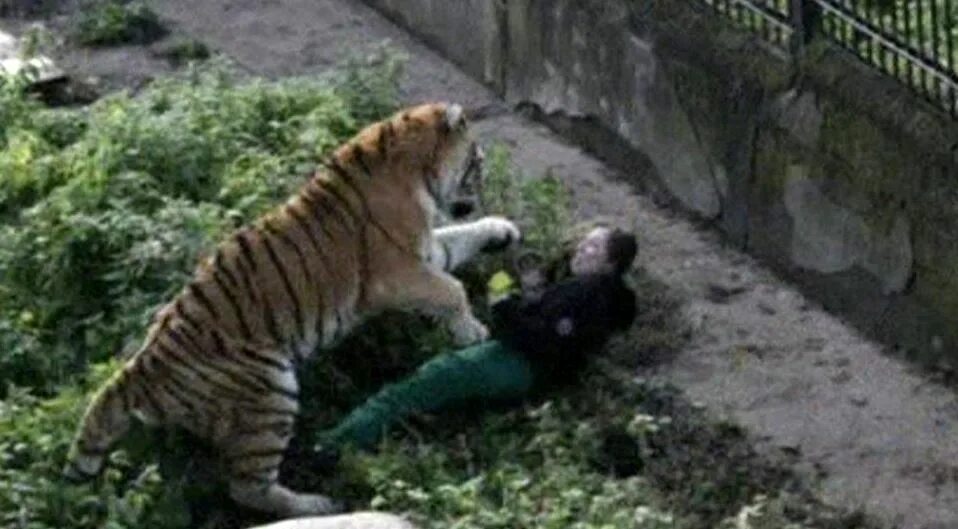 Животные на подают на людей. Тигр нападает на человека в зоопарке. Тигр нападает на человека. Нападение животных в зоопарке. Тигр нападает на человека.