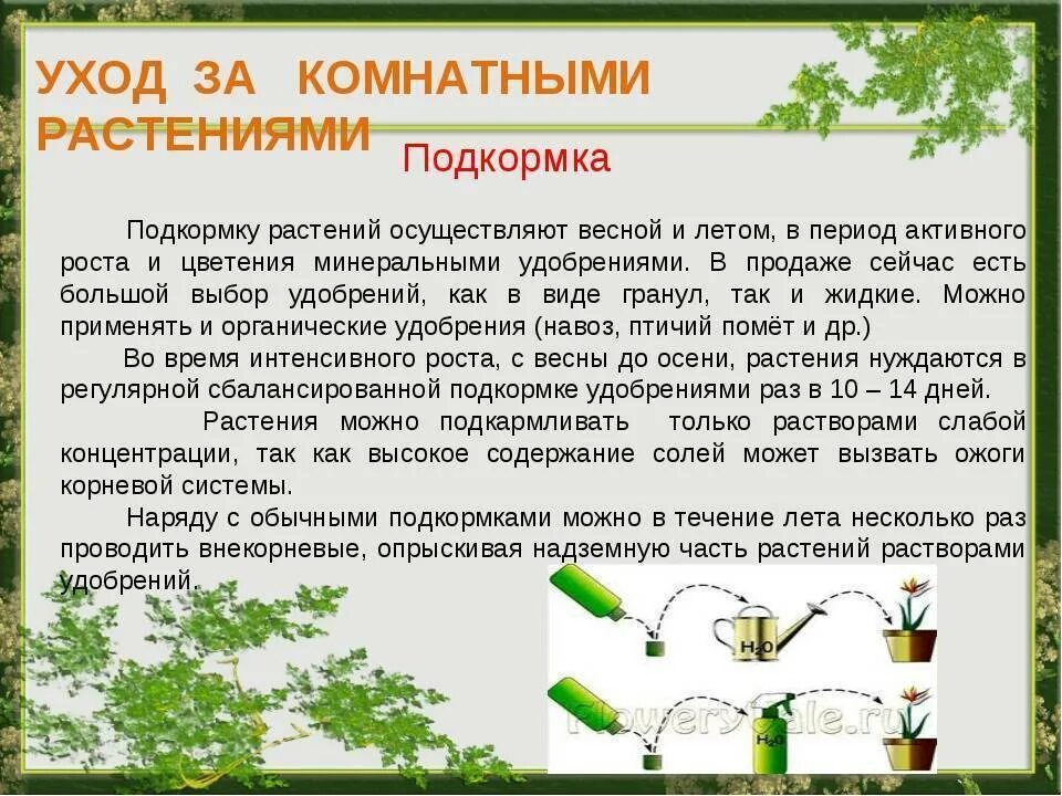 Как часто можно вносить. Полива и подкормки комнатных растении. Поливы и подкормки комнатных растений. Проведение подкормки растений.. Схема удобрений комнатных растений.