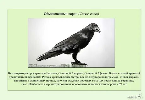 Срок жизни ворона