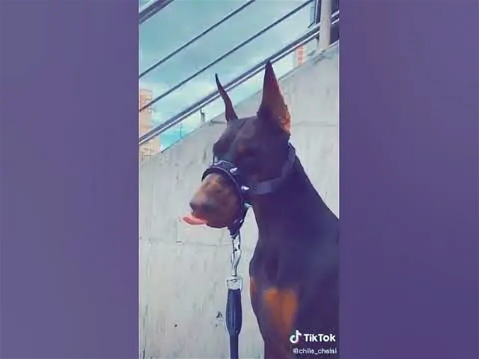 Доберман из тик тока. Кто доберман тик ток. Доберман эстетика. Доберман щенок тик ток. Доберман видео из тик тока.