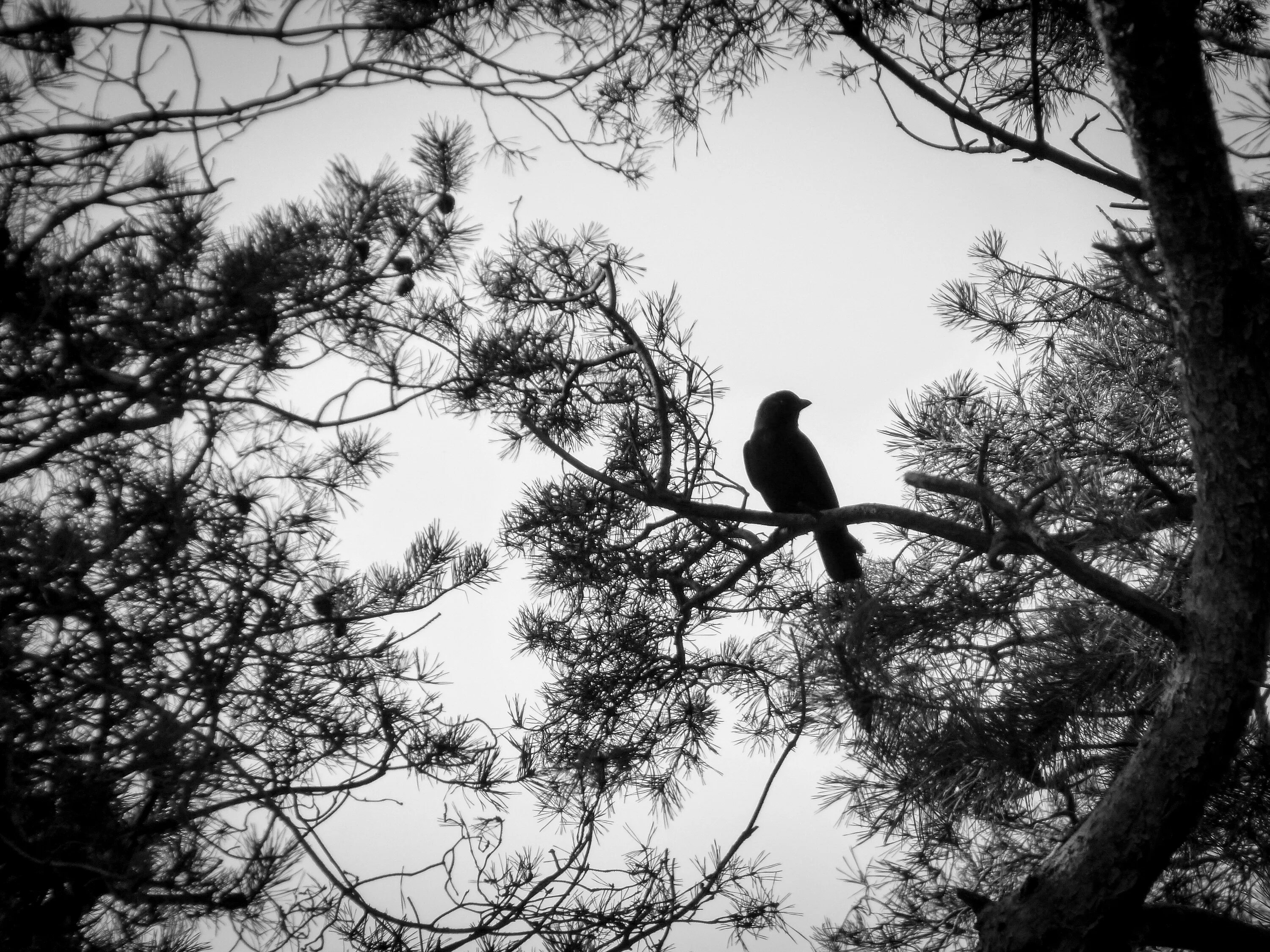 Вороны. Черно белый лес. Ворона на дереве. Чёрно-белая природа.