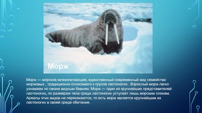 Морж среда обитания. Интересные факты о моржах. Среда обитания тюленей и моржей. Семейство ластоногих моржей.