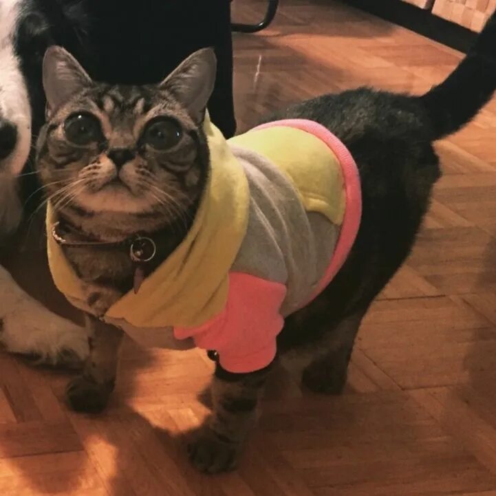 Meet Matilda, the Cat with Mysterious Alien Eyes Cats, Cute cats, Cat furry