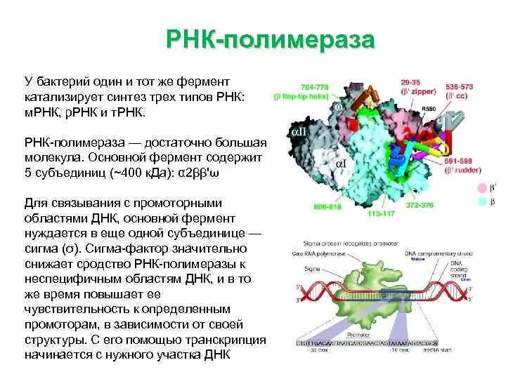 Продукт синтеза РНК ферментом РНК полимеразой. РНК-полимераза-фермент,катализирует Синтез. Исходный продукт синтеза РНК ферментом РНК полимераза. Формула РНК полимеразы.