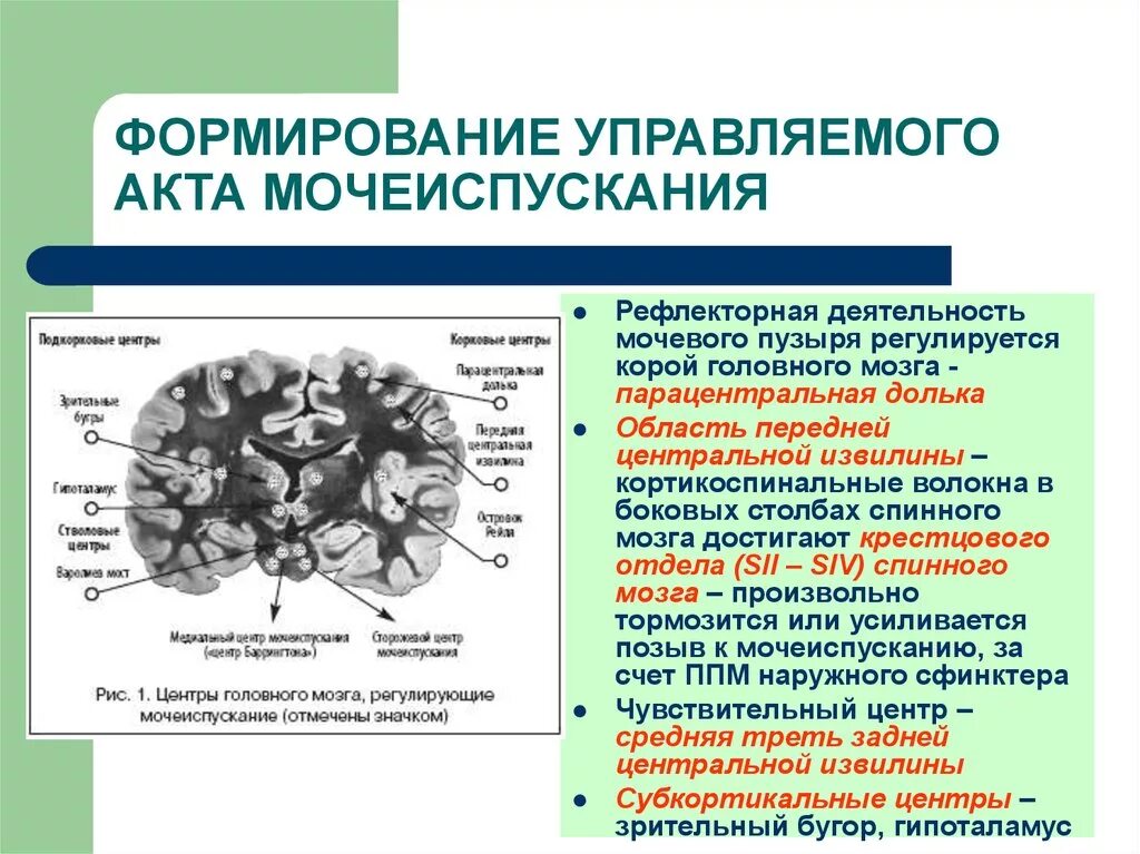 Центр рефлекса мочеиспускания. Формирование управляемого акта мочеиспускания. Регуляция процессов мочевыделения. Рефлекторный акт мочеиспускания. Процесс мочеиспускания физиология.