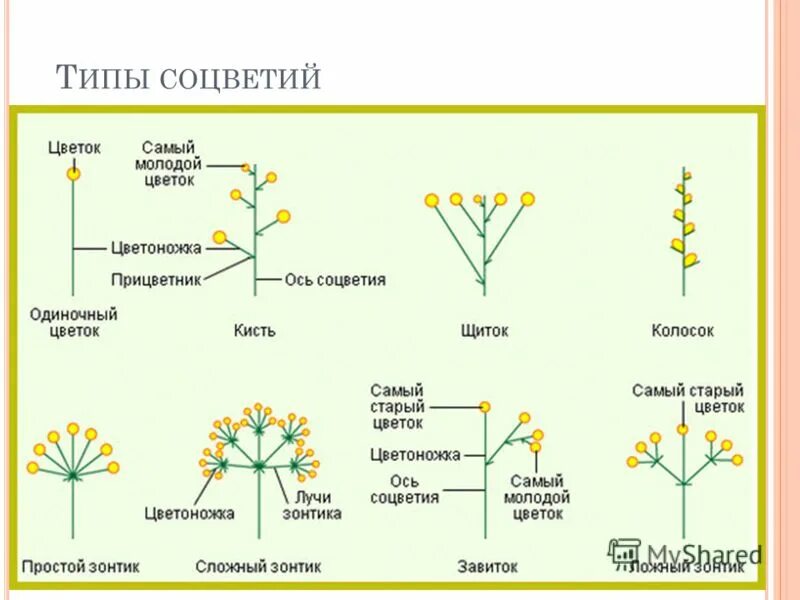 Подсолнечник вид соцветия