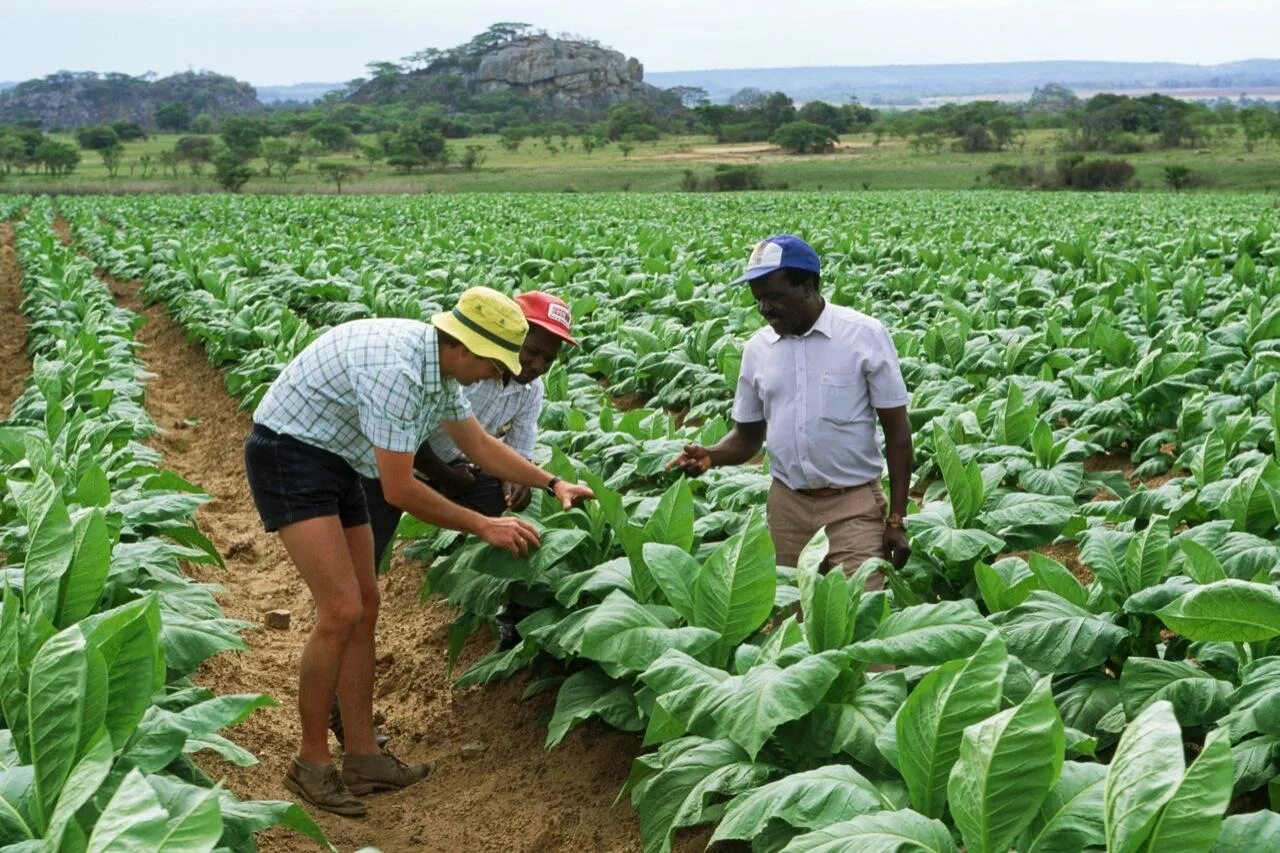 Хозяйство демократической республики конго. Демократическая республика конго сельское хозяйство. Обрабатывающая промышленность африки. Земледелие в африке. Аграрная сфера турции.