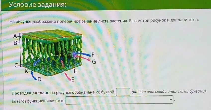 Рассмотри рисунок дополни текст. Поперечное сечение листа Проводящая ткань. Поперечное сечение листа растения Проводящая ткань. Поперечное сечкения листа. Поперечное сочитаник листа.