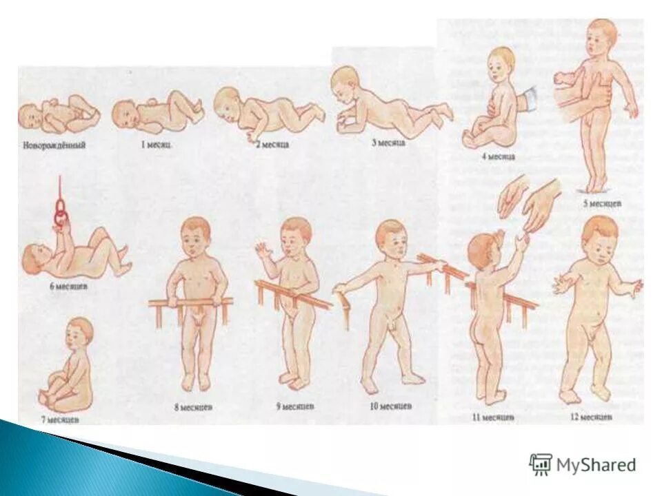 Ведение ребенка до года. Формирование ребенка по месяцам. Этапы развития нервной системы у детей до года. Стадии развития ребенка до года. Стадии развития ребенка по месяцам.