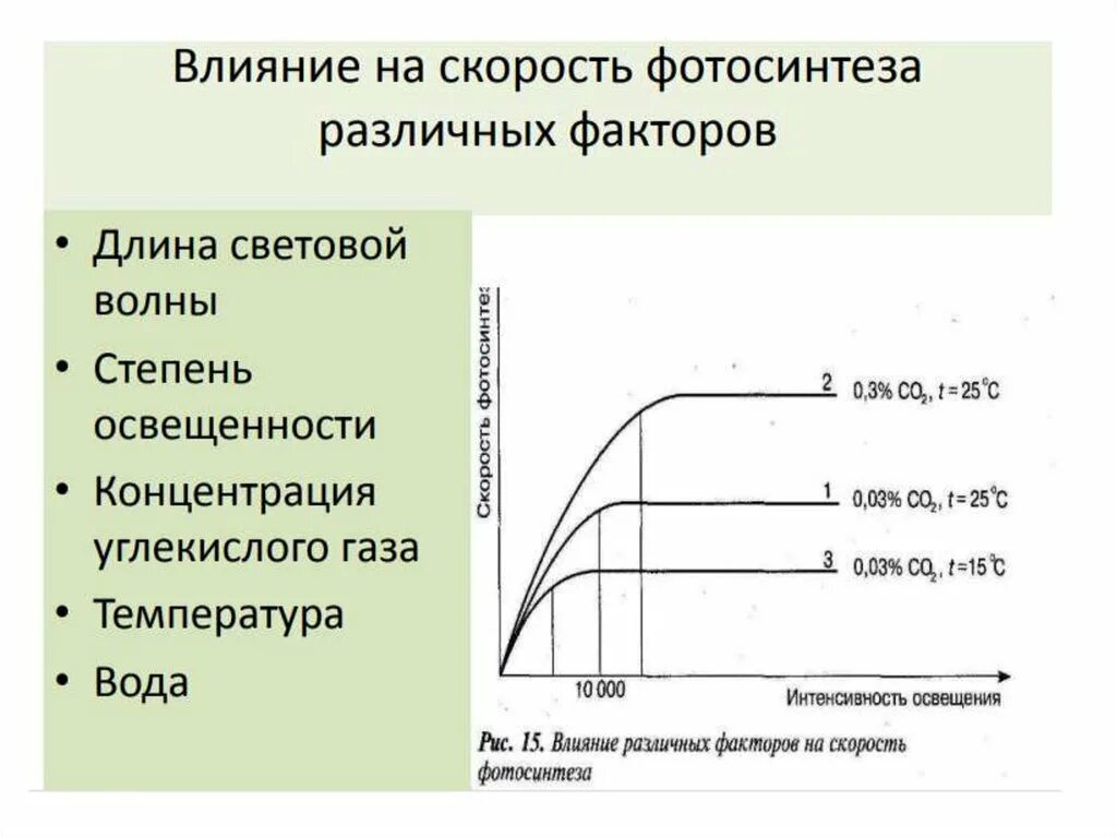 Зависимость дыхания растений от температуры. Оптимальная температура фотосинтеза. Фотосинтез достигает оптимума при более низких температурах. Фотосинтез и температура. Неоднозначность действия факторов на различные функции организма.