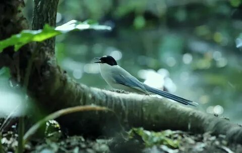 Some birds