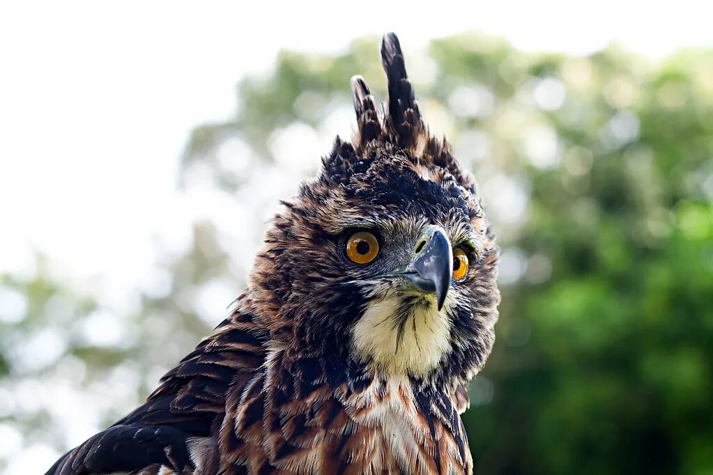 Hawk eagle