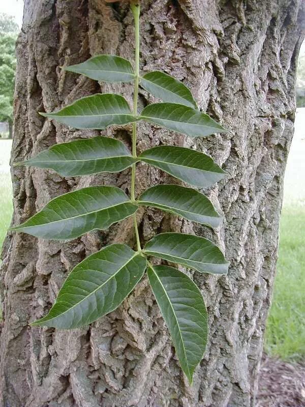 Бархат Амурский -Phellodendron amurense. Бархат Амурский пробковое дерево. Амурский бархат пробковое дерево Приморье. Маньчжурский бархат дерево.