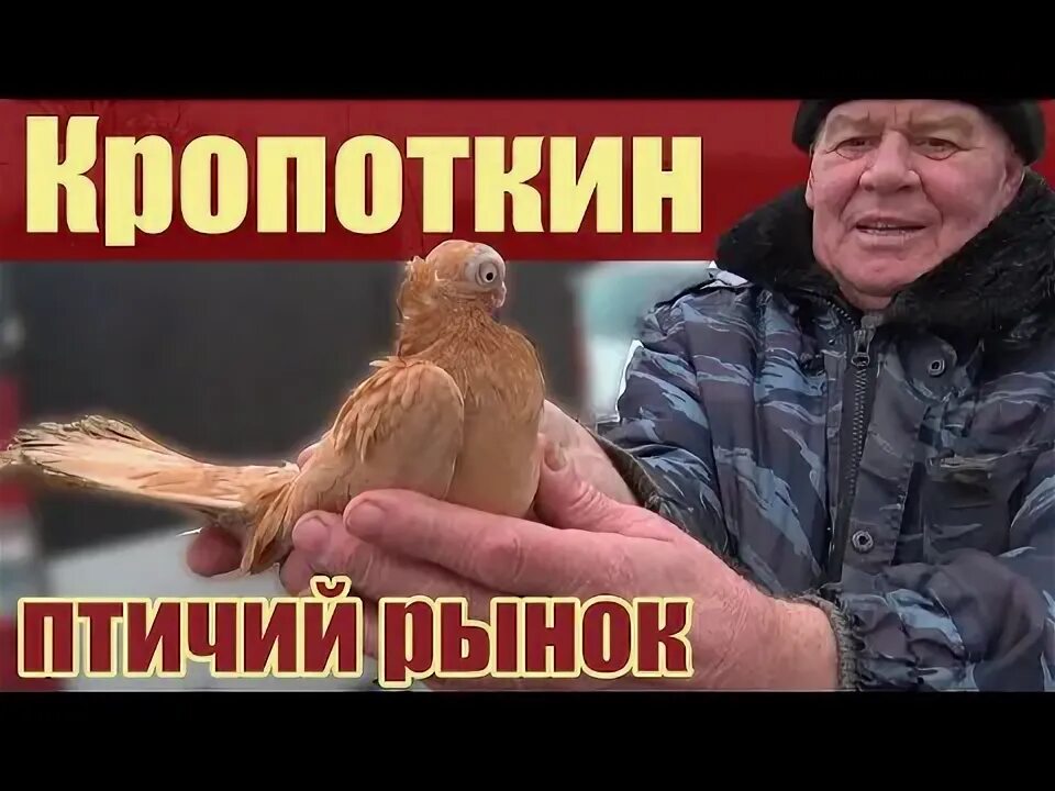 Голуби октябрь 2025 года. Ярмарка голубей ленинградская. голуби кропоткин. ленинград голуби. выставка голубей в кропоткине последняя 2025 год.