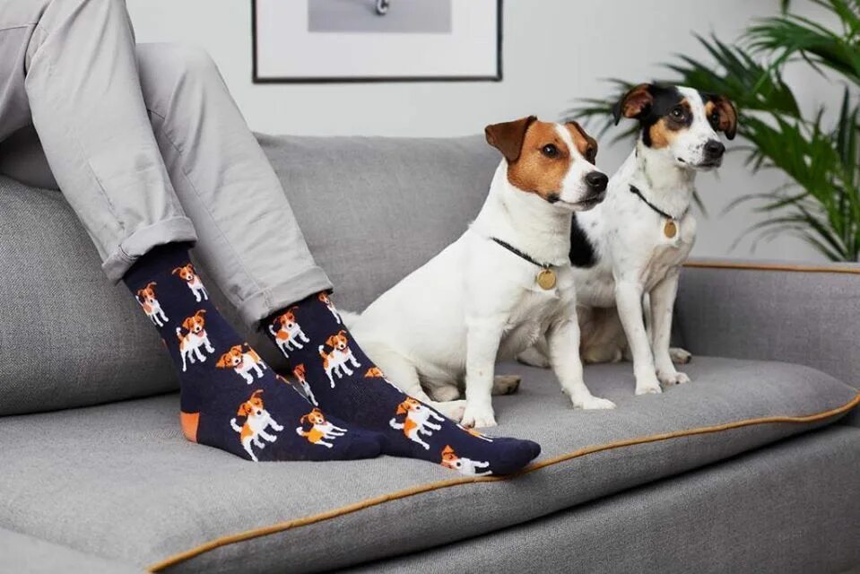 Носки для собак. Щенки без носка. Носочки для йоркширского терьера. Кот в носочках. Щенок и носок.