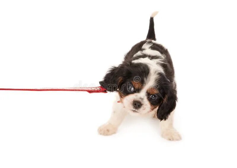Dada dog. Il cane. Il cane. Barking cat wanted the phone. Il cane.