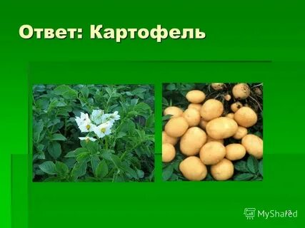 Картофель европейский систематика