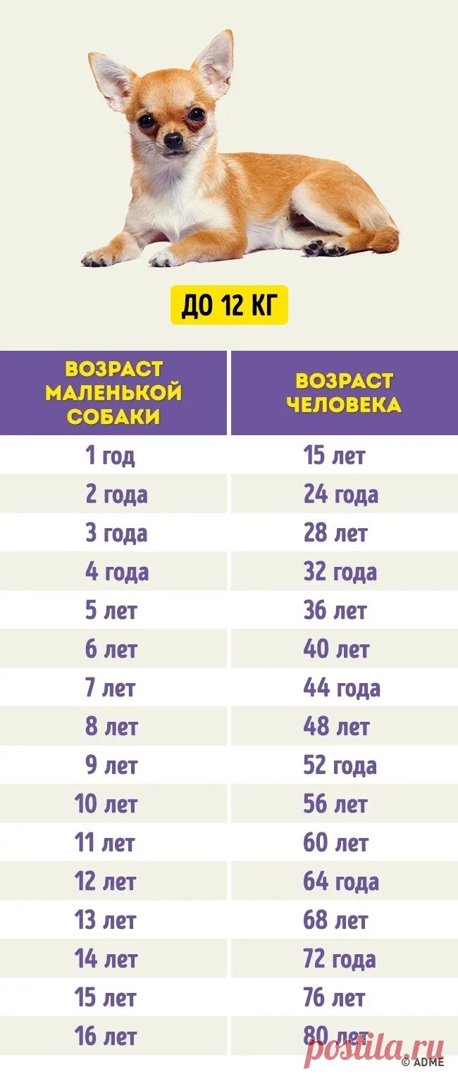 Как узнать год собаки. Таблица возраста собак мелких пород. Возраст собаки по человеческим меркам 5 месяцев. Возраст по собачьим меркам таблица. Возраст собаки по человеческим меркам таблица чихуахуа.