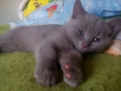 Котенок 2 месяца форум